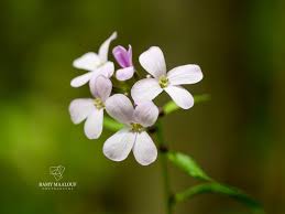 Attēlu rezultāti vaicājumam “Cardamine bulbifera flower”
