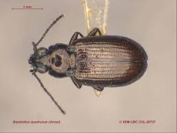 Attēlu rezultāti vaicājumam “Bembidion quadrimaculatum”