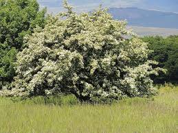 Attēlu rezultāti vaicājumam “Crataegus macracantha”
