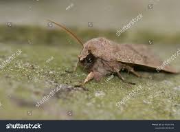 Attēlu rezultāti vaicājumam “Orthosia cerasi”