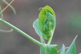 Attēlu rezultāti vaicājumam “Acyrthosiphon”