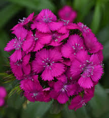 Attēlu rezultāti vaicājumam “Dianthus barbatus flower”