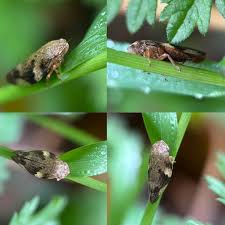 Attēlu rezultāti vaicājumam “Aphrophora alni nymph”