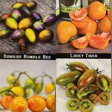 Afbeeldingsresultaat voor northern lights tomato