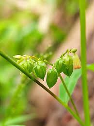 Attēlu rezultāti vaicājumam “Oxalis corniculata fruit”