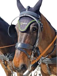 Image result for scheuklappen