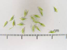 Attēlu rezultāti vaicājumam “Carex pseudocyperus male flower”