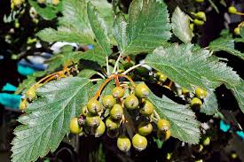 Attēlu rezultāti vaicājumam “Sorbus intermedia leaf”
