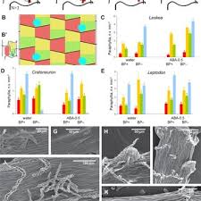 Attēlu rezultāti vaicājumam “Leskea polycarpa sporophyte”