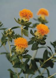 Image result for Carthamus tinctorius