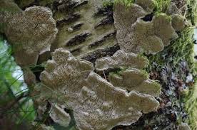 Attēlu rezultāti vaicājumam “Cerrena unicolor”