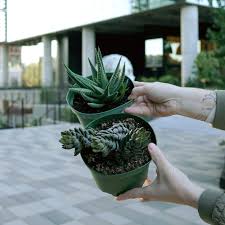 Image result for Haworthia mix