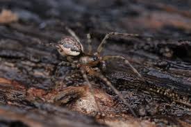 Attēlu rezultāti vaicājumam “Neriene montana”