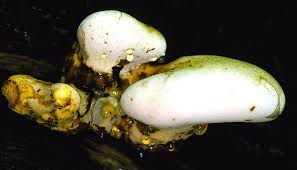 Attēlu rezultāti vaicājumam “Buglossoporus quercinus”