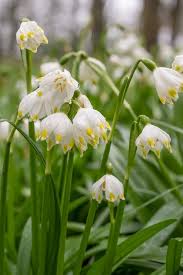 Attēlu rezultāti vaicājumam “Leucojum vernum var. carpathicum”