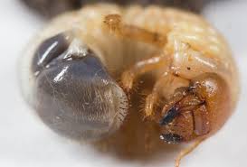 Attēlu rezultāti vaicājumam “Phyllopertha horticola imago”