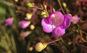 Attēlu rezultāti vaicājumam “Carex globularis flower”