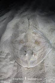 Image result for Raja radula