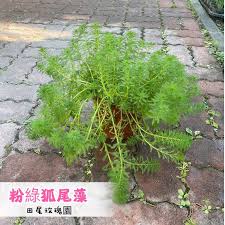 「粉綠狐尾藻」的圖片搜尋結果