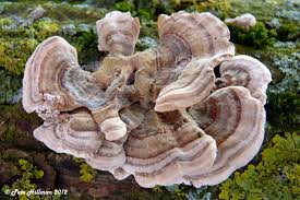 Attēlu rezultāti vaicājumam “Trametes ochracea”