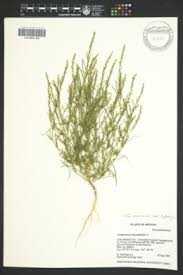 Attēlu rezultāti vaicājumam “Corispermum hyssopifolium”