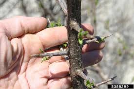 Attēlu rezultāti vaicājumam “Frangula alnus bud”