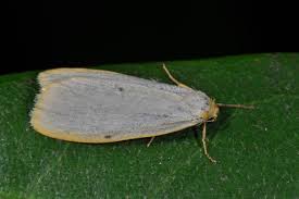 Attēlu rezultāti vaicājumam “Cybosia mesomella”