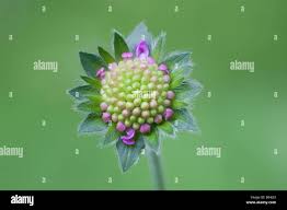 Attēlu rezultāti vaicājumam “Knautia arvensis bud”