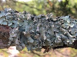 Attēlu rezultāti vaicājumam “Punctelia subrudecta”