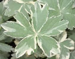 Attēlu rezultāti vaicājumam “Astrantia major leaf”