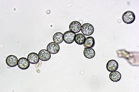 Attēlu rezultāti vaicājumam “Fuligo cinerea macro”