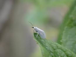 Attēlu rezultāti vaicājumam “Coniopterygidae”