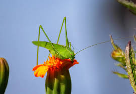 Attēlu rezultāti vaicājumam “Phaneroptera falcata”