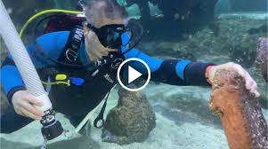 Image result for Cleveland Divers