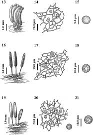 Attēlu rezultāti vaicājumam “Stemonaria irregularis”