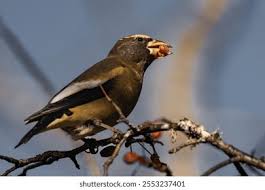 Image result for Hesperiphona vespertina