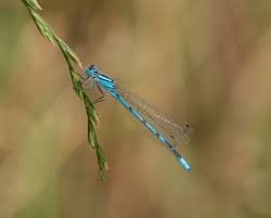 Attēlu rezultāti vaicājumam “Enallagma cyathigerum male”