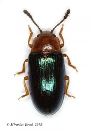 Attēlu rezultāti vaicājumam “Triplax aenea”