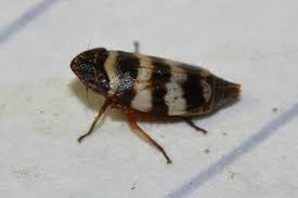 Attēlu rezultāti vaicājumam “Planaphrodes sp.”