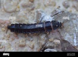 Attēlu rezultāti vaicājumam “Phosphaenus hemipterus male”