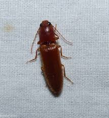 Attēlu rezultāti vaicājumam “Athous sp.”