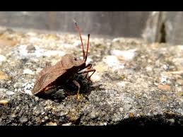 Attēlu rezultāti vaicājumam “Coreus marginatus imago”