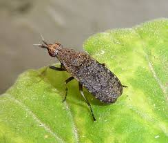 Attēlu rezultāti vaicājumam “Sciomyzidae”