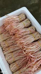 Image result for 公害SEARCH