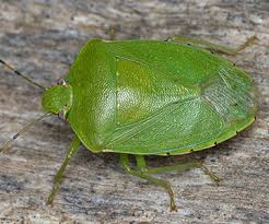 Attēlu rezultāti vaicājumam “Pentatomidae”