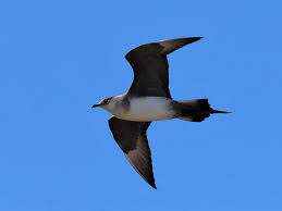 Attēlu rezultāti vaicājumam “Stercorarius parasiticus”