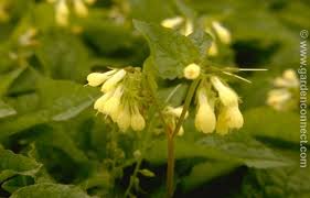 Attēlu rezultāti vaicājumam “Symphytum grandiflorum”