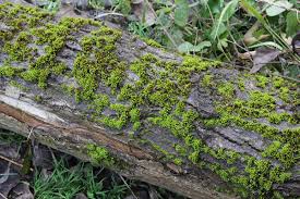 Attēlu rezultāti vaicājumam “Orthotrichum, Nyholmiella”