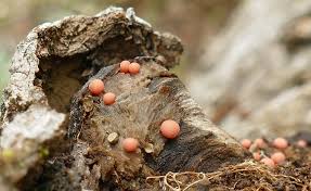 Attēlu rezultāti vaicājumam “Lycogala botrydium young”