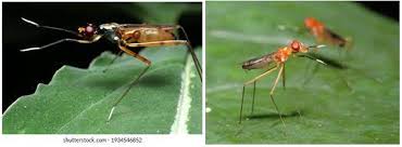 Attēlu rezultāti vaicājumam “Micropezidae”